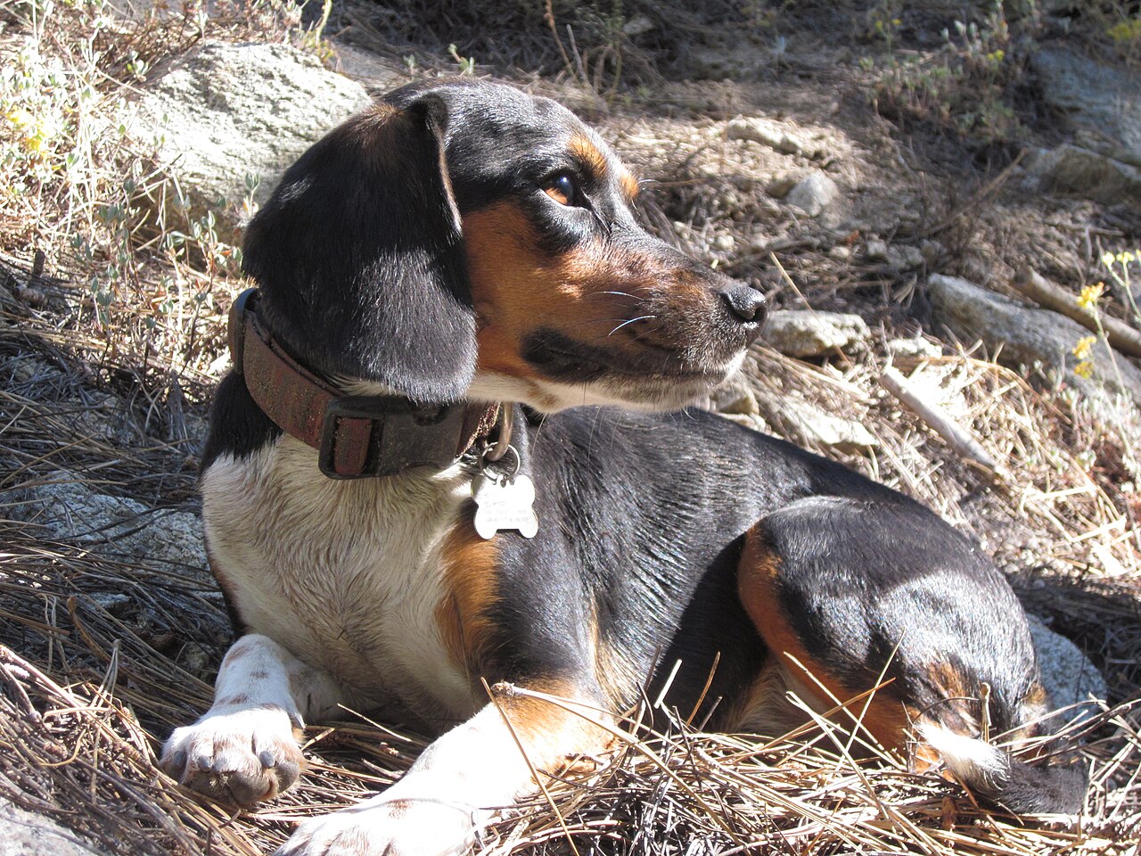Beagle