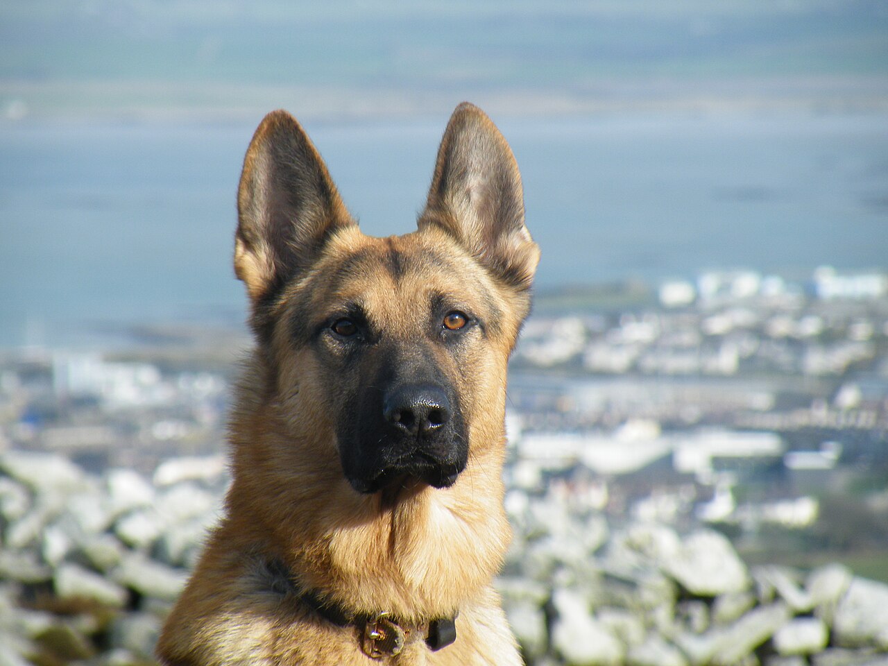 German Shepherd