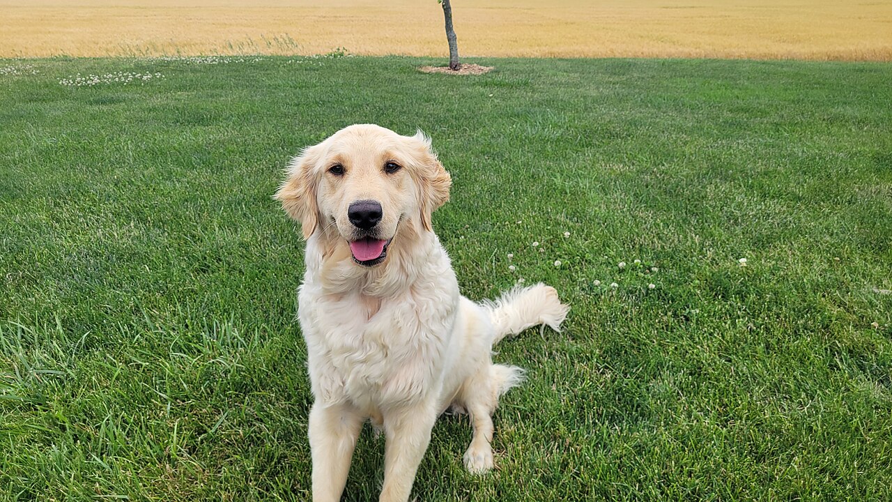 Golden Retriever