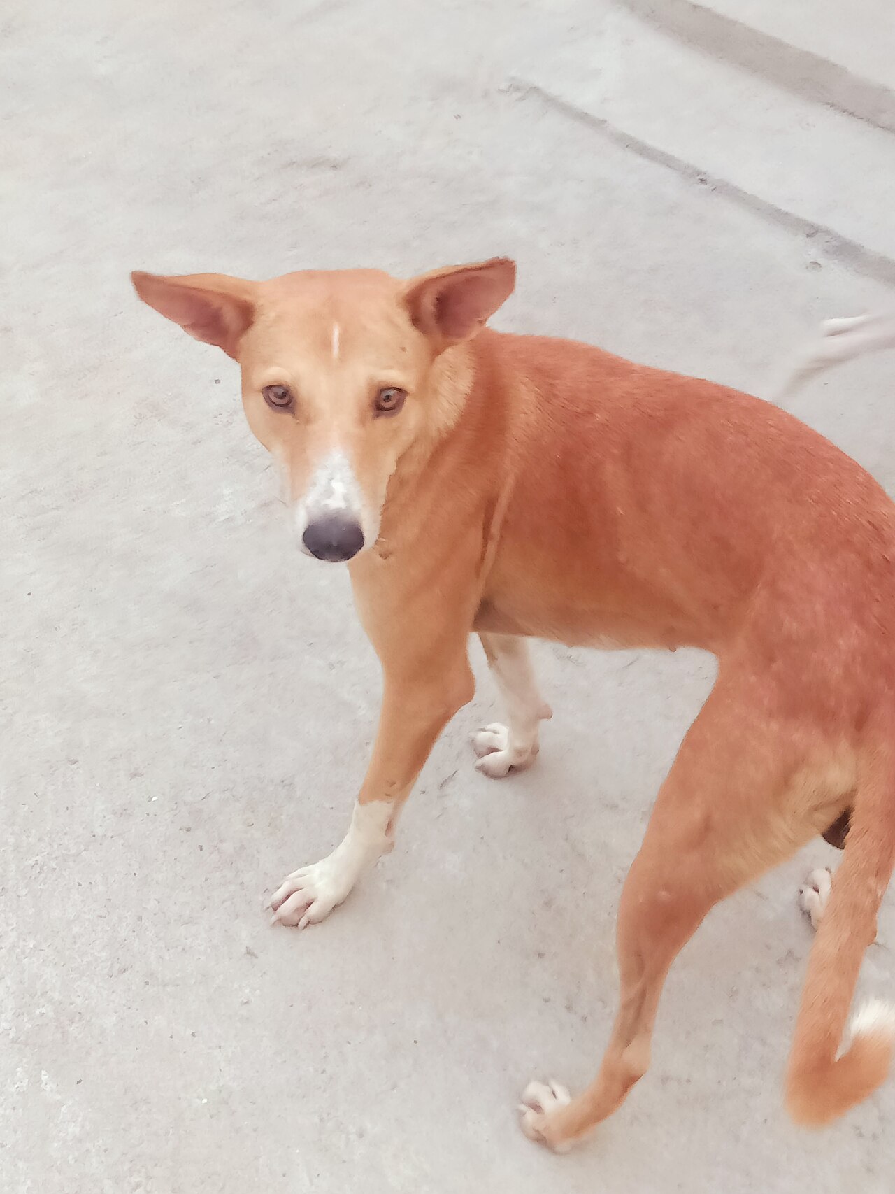 Indie (Indian Pariah Dog)