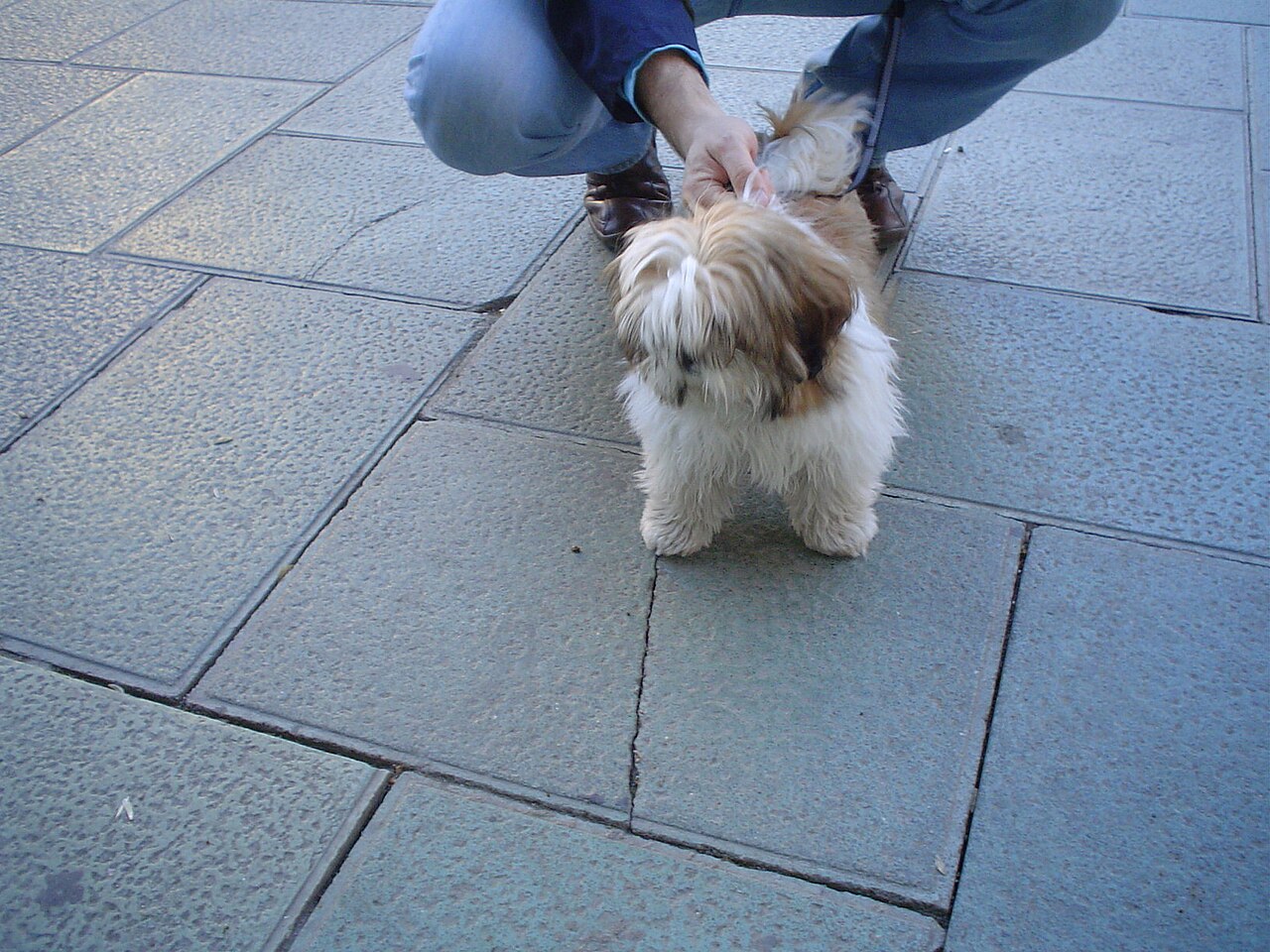 Shih Tzu